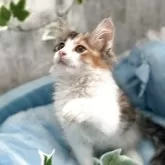 ノルウェージャンフォレストキャット