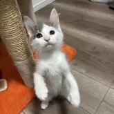 メインクーン【北海道・女の子・2025年10月8日・ダイリュートキャリコ】の写真1