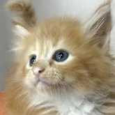メインクーン