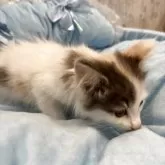 メインクーン【北海道・女の子・2025年10月8日・ダイリュートキャリコ】の写真2