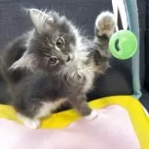 メインクーン【北海道・男の子・2025年8月26日・ブルータビー&ホワイト】の写真2