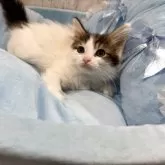 メインクーン【北海道・女の子・2025年10月8日・ブラウンタビーホワイト】の写真2