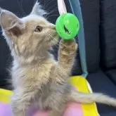 メインクーン【北海道・男の子・2025年8月25日・クリームタビー】の写真3