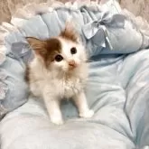 メインクーン【北海道・女の子・2025年10月8日・ダイリュートキャリコ】の写真3