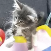 メインクーン【北海道・男の子・2025年8月26日・ブルータビー&ホワイト】の写真3