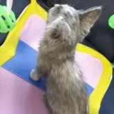 メインクーン【北海道・女の子・2025年8月25日・ブルークリーム】の写真5