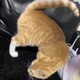 ベンガル×ノルウェージャンフォレストキャット【北海道・女の子・2025年5月8日・レッドタビー&ホワイト】の写真7