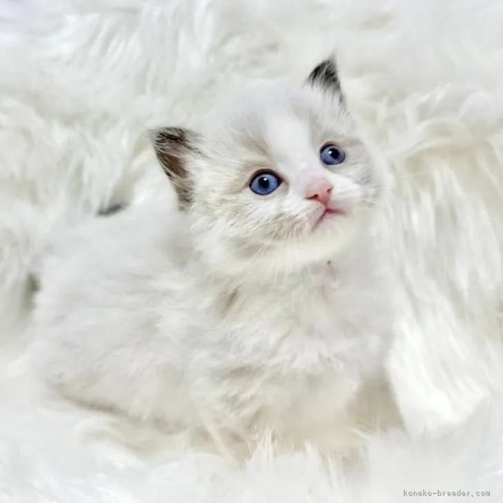 ID：2303-02382の子猫