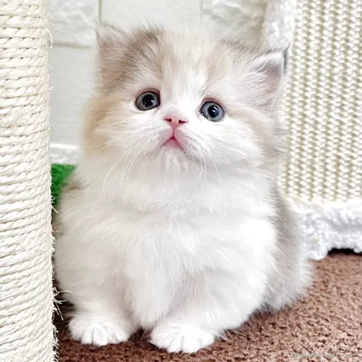 ID：2505-01675の子猫