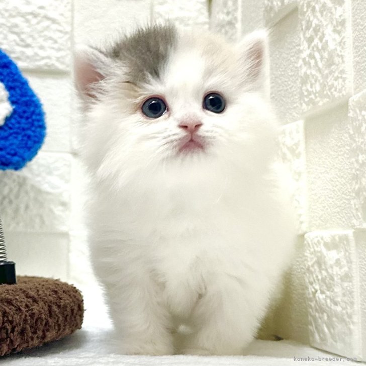 ブリーダー画像