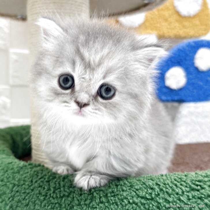 ふみ様オーダー…ミニミニネコポーチ…ヌビキルト 楽天市場】UCHINOKOKAMO ウチノコカモ 2 ネコイラスト 舟形