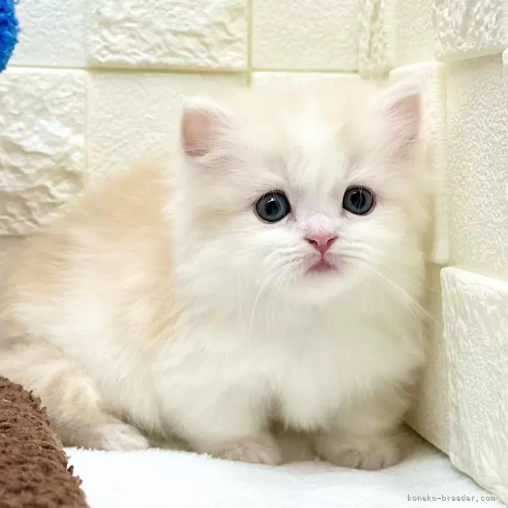 a 様のお迎えした子猫
