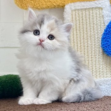 ミヌエット(長足)【三重県・女の子・2025年10月7日・ダイリュートキャリコ（ロングヘア）】の写真「なんにでも興味津々で好奇心旺盛な子💕」