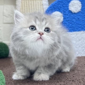 ミヌエット(長足)【三重県・女の子・2025年10月7日・ブルーパッチドタビー&ホワイト（ロングヘア）】の写真「おもちゃが大好き愛きょう満点の女の子💕」