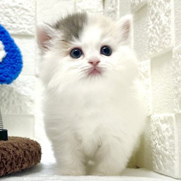 ミヌエット(長足)【三重県・女の子・2025年9月25日・ダイリュートキャリコ（ロングヘア）】の写真「くりくりお目目の超美人さん💕」