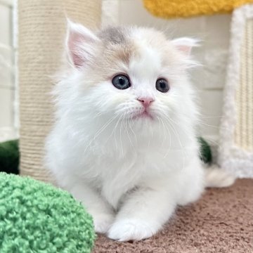 マンチカン(長足)【三重県・女の子・2025年7月24日・ダイリュートキャリコ（ロングヘア）】の写真「ホワイト多めの愛くるしい女の子💕」