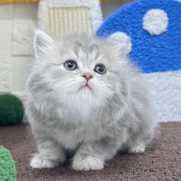 ミヌエット(長足)【三重県・女の子・2025年10月7日・ブルーパッチドタビー&ホワイト（ロングヘア）】の写真「おもちゃが大好き愛きょう満点の女の子💕」