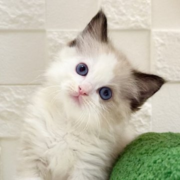 ラグドール【三重県・男の子・2025年7月11日・シールポイントバイカラー（ロングヘア）】の写真「まんまるお目目とまんまるお顔が可愛いイケメン💕」