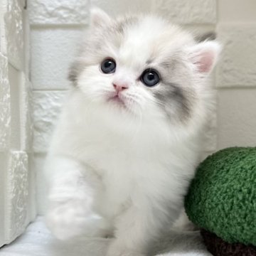 ミヌエット(長足)【三重県・女の子・2025年9月25日・ダイリュートキャリコ（ロングヘア）】の写真「とても美形で文句なしの美人さん💕」