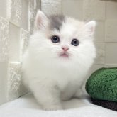 ミヌエット(長足)