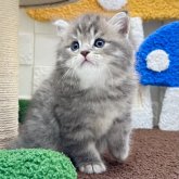 マンチカン(長足)