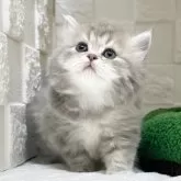 ミヌエット(長足)