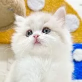 ミヌエット(長足)【三重県・男の子・2024年11月10日・クリームタビー&ホワイト】の写真1