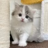 ミヌエット(長足)【三重県・女の子・2024年11月10日・ダイリュートキャリコ】の写真1