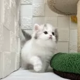 ミヌエット(長足)【三重県・女の子・2025年9月25日・ダイリュートキャリコ】の写真2