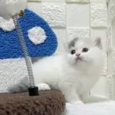 ミヌエット(長足)【三重県・女の子・2025年9月25日・ダイリュートキャリコ】の写真2