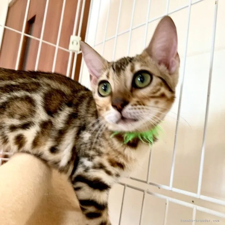 ID:2306-01683の子猫