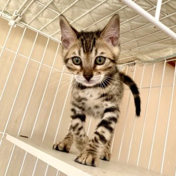 ベンガル【静岡県・男の子・2023年10月22日・ブラウンスポテッドタビー(ロゼット)】の写真「コントラストが綺麗な男の子🐾🍀」