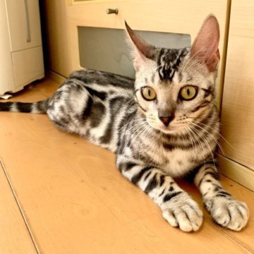 ベンガル【静岡県・男の子・2023年5月3日・シルバースポテッドタビー(ロゼット)】の写真「綺麗なロゼットのシルバーの男の子🐾」