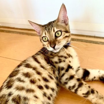 ベンガル【静岡県・女の子・2023年5月22日・ブラウンスポテッドタビー(ロゼット)】の写真「可愛い顔の女の子🐾」