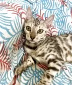 ベンガル【静岡県・女の子・2025年2月17日・シルバースポテッドタビー(ロゼット)】の写真2