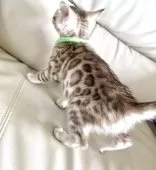 ベンガル【静岡県・男の子・2025年8月24日・シールミンクスポテットタビー(ロゼット)】の写真14