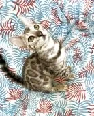 ベンガル【静岡県・女の子・2025年2月17日・シルバースポテッドタビー(ロゼット)】の写真5