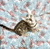 ベンガル【静岡県・女の子・2025年2月17日・シルバースポテッドタビー(ロゼット)】の写真6