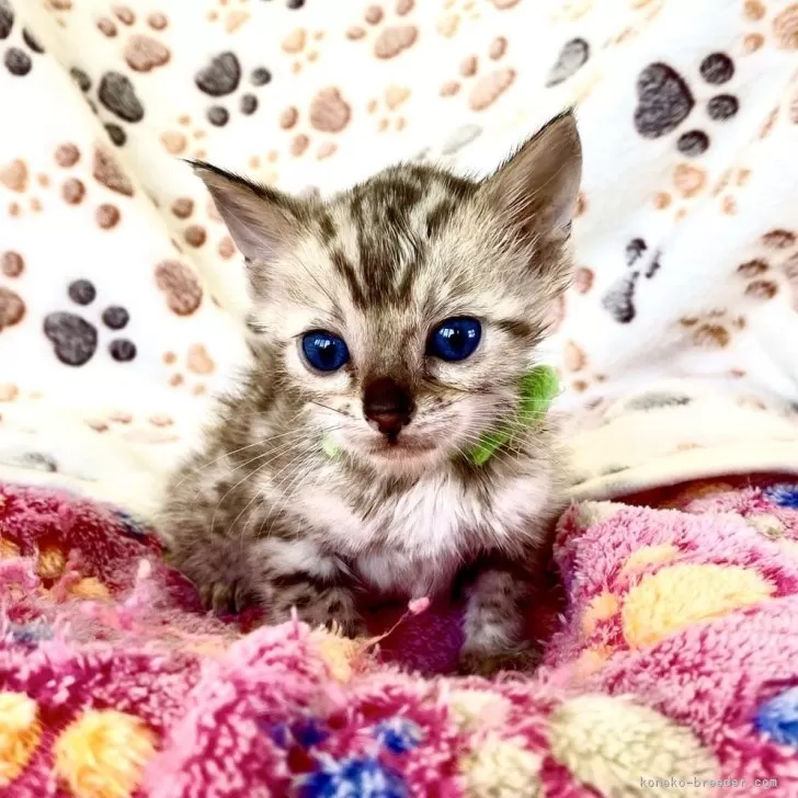 ID：2503-02988の子猫