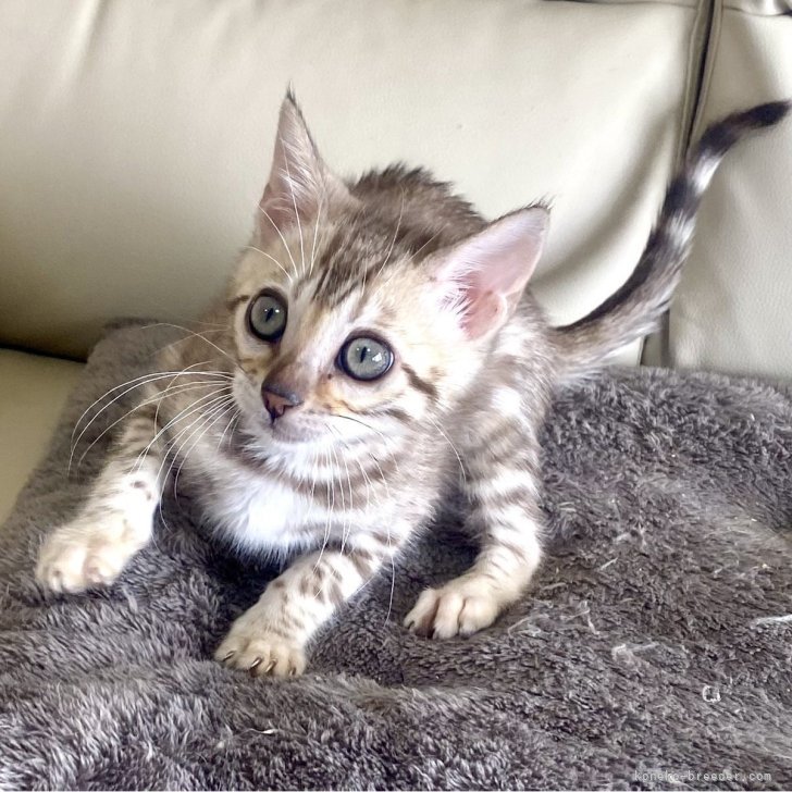 ブリーダー画像