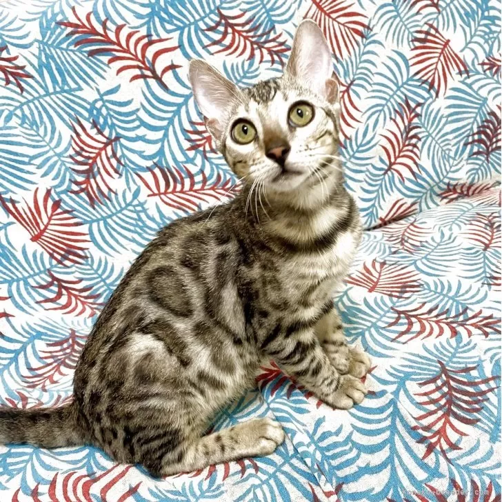 ID：2503-01658の子猫