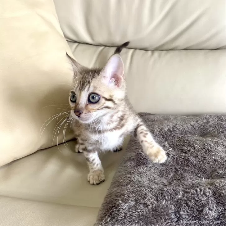 ベンガル【静岡県・男の子・2025年8月24日・シールミンクスポテットタビー(ロゼット)】の写真1