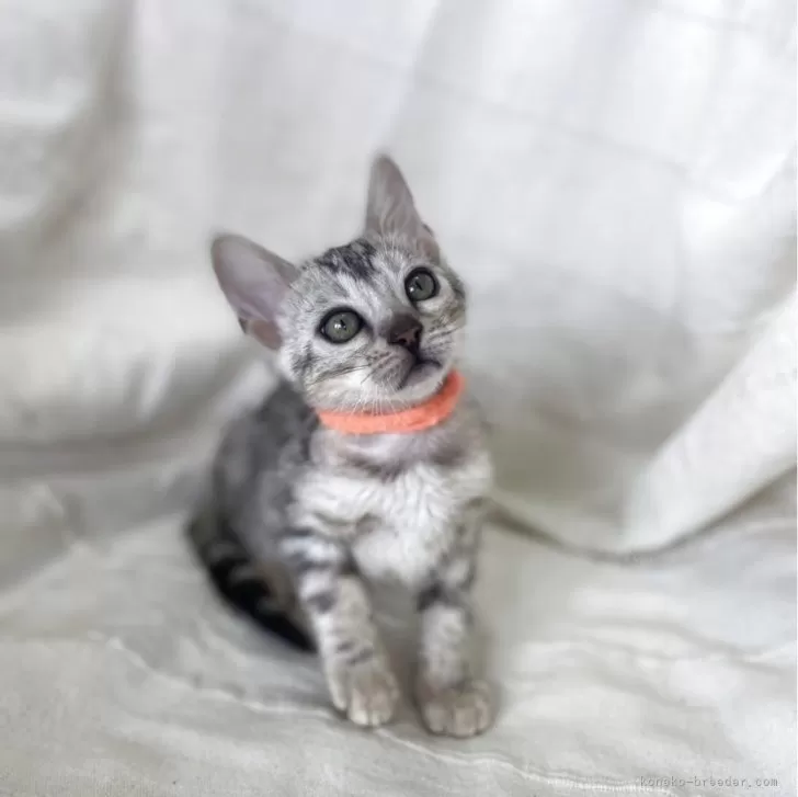K.H 様のお迎えした子猫