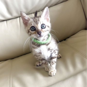 ベンガル【静岡県・男の子・2025年8月24日・シールミンクスポテットタビー(ロゼット)】の写真「スノーベンガルの男の子🐾」