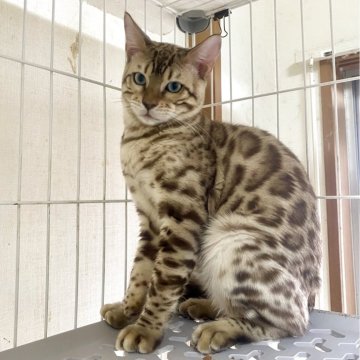 ベンガル【静岡県・男の子・2025年3月10日・シールミンクチャコールスポテッドタビー(ロゼット)（シルクタッチ）】の写真「スノーベンガルの男の子💙🐾💘🍀」