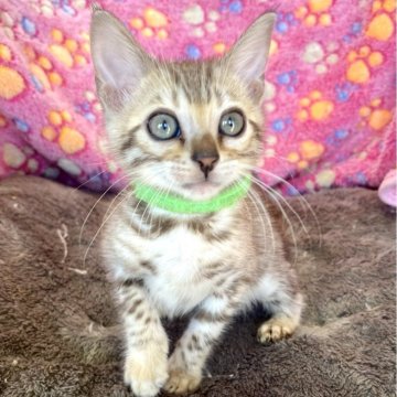 ベンガル【静岡県・男の子・2025年8月24日・シールミンクスポテットタビー(ロゼット)】の写真「スノーベンガルの男の子🐾」