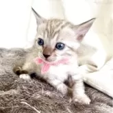 ベンガル