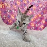 ベンガル