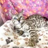 ベンガル