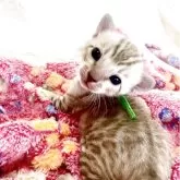ベンガル